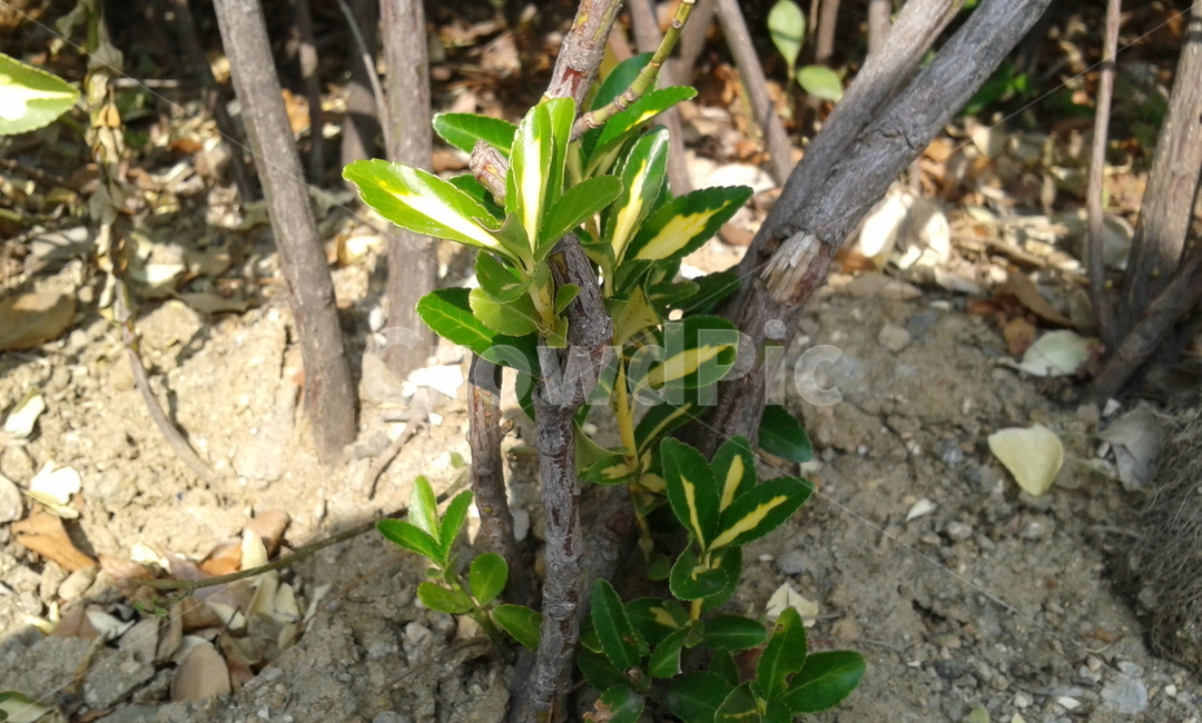 plant,식물,tree,나무,초록,식물,자연,plants,nature