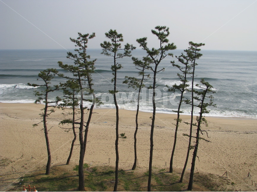 경포대,동해,바다,소나무,파도,대한민국,한국,gyeongpodae,eastsea,sea,pinetree,wave,republicofkorea,southkorea,자연,풍경,nature,landscape,한국자연풍경,한국자연경관,korea nature landscape,해변,바다,beach,sea,식물,plants,나무,trees,wood,tree,plant
