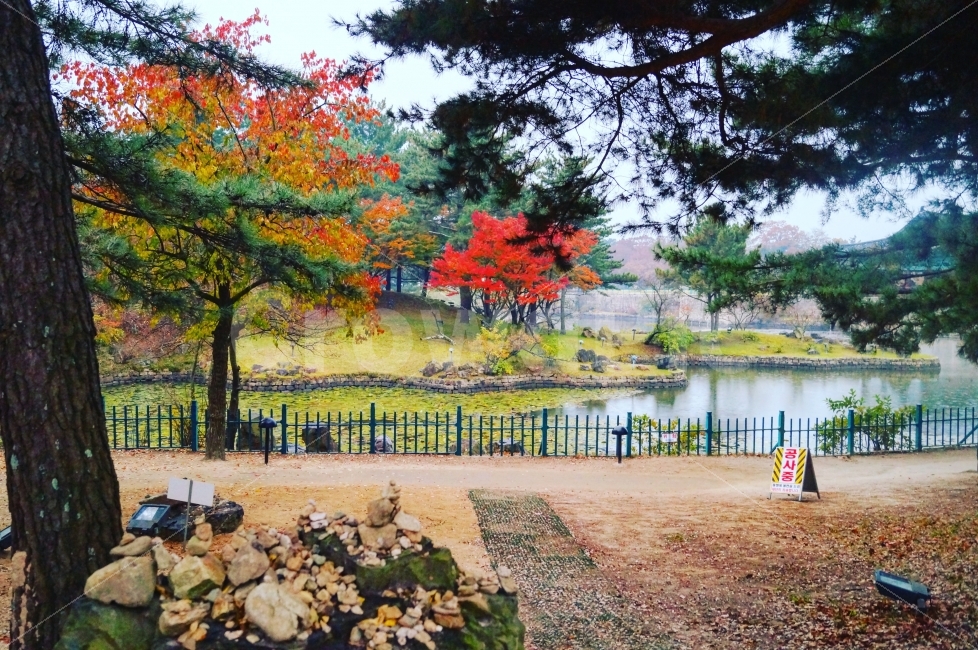 경주,안압지,낮,공사중,호수,단풍,가을,자연,풍경,nature,landscape,가을,계절,fall,autumn,season,tree,나무,plant,식물