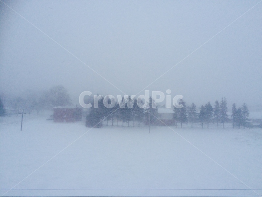 눈,눈폭풍,겨울,추운,하얀,나무,snow,storm,winter,cold,white,tree