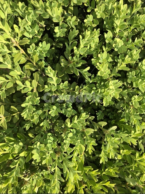 잎,봄,가로수,자연,식물,plant,nature