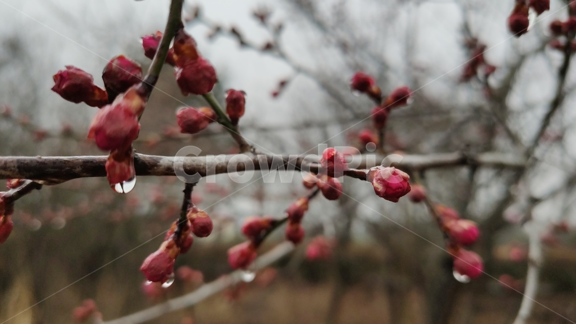 홍매화,매화,매화꽃,붉은매화꽃,홍매,자장매,plant,식물,flower,blossom,꽃,식물,자연,plants,nature,꽃,flower