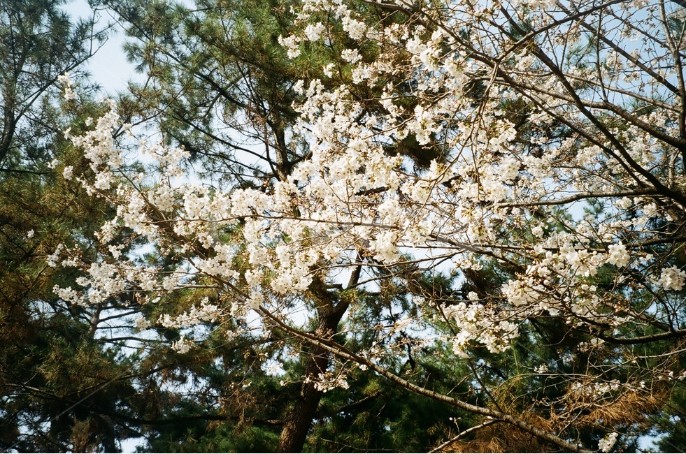 벚꽃,벚나무,꽃,봄꽃,봄,봄,계절,spring,season,식물,자연,plants,nature,꽃,flower,plant,blossom