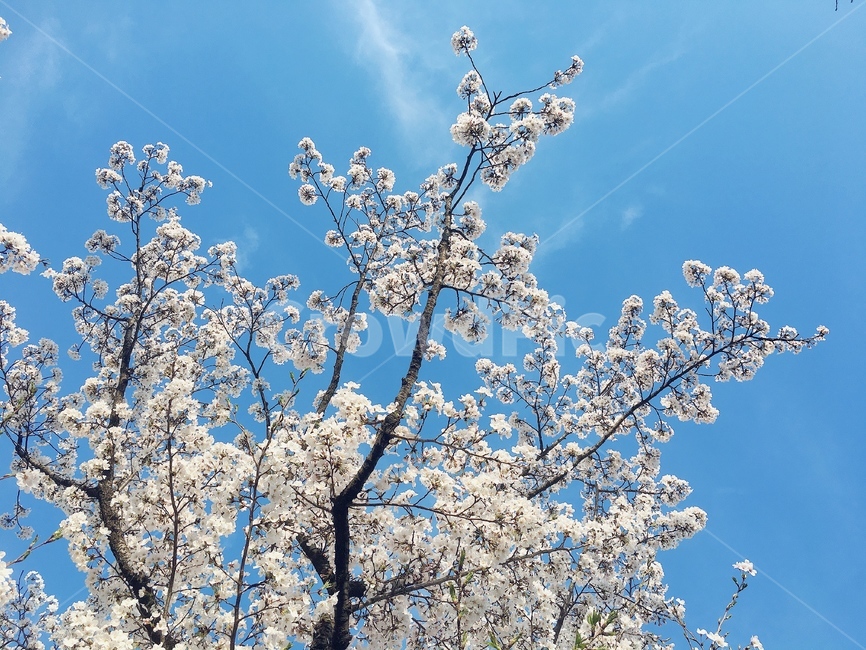 벚꽃,봄,봄꽃,분홍색,벚나무,식물,하늘,나뭇가지,풍경,봄,계절,spring,season,식물,자연,plants,nature,꽃,flower,plant,blossom