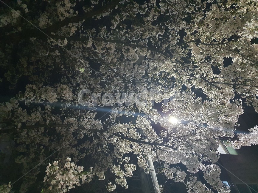 야화,꽃,봄,야경,blossom,plant,식물,빛,플레어,봄꽃