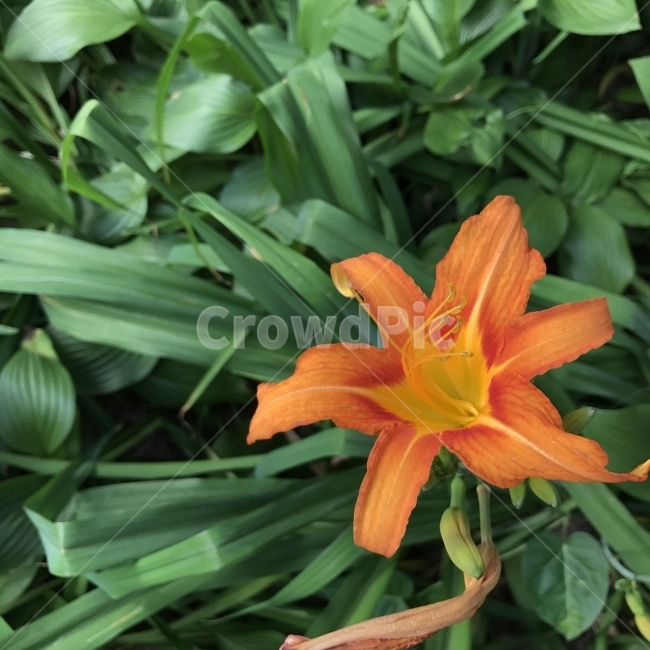 홑왕원추리,넘나물,들원추리,OrangeDaylily,TawnyDatlily,FulvousDaylily,주황꽃,꽃,백합과,여러해살이풀,식물,Flower,식물,자연,plants,nature,꽃,flower