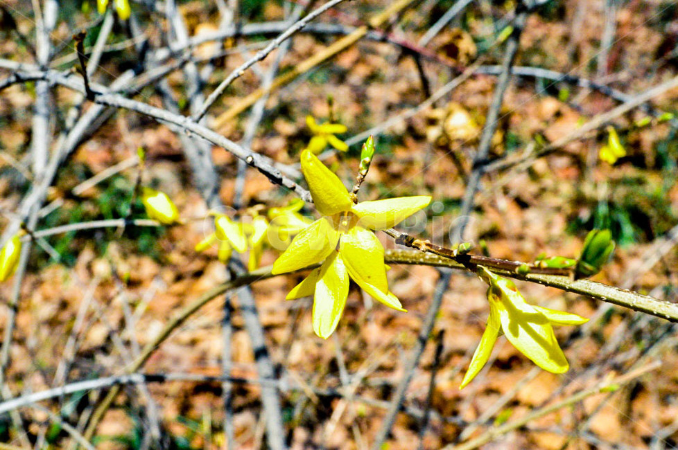 plant,식물,flower,꽃,blossom,식물,자연,plants,nature,꽃,flower