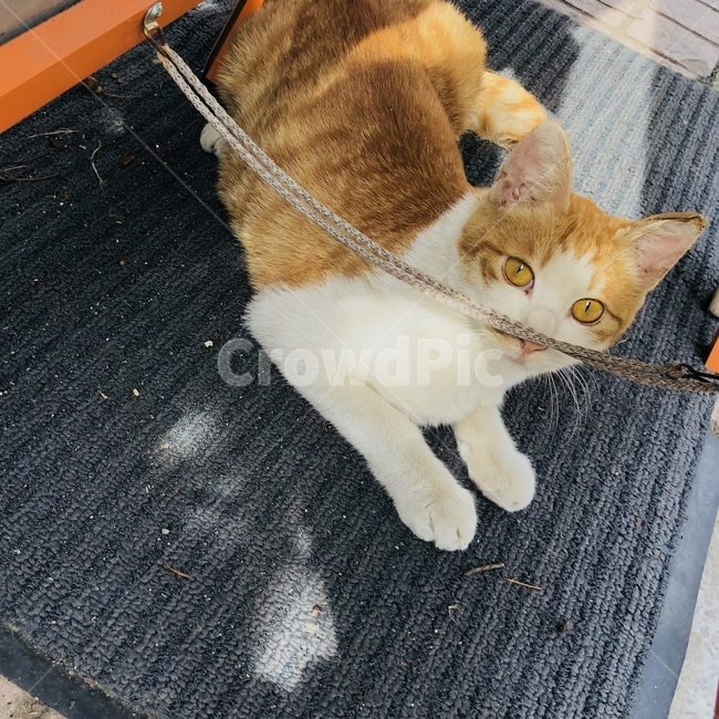 고양이,치즈냥이,길고양이,동물,감성,눈동자,귀여운