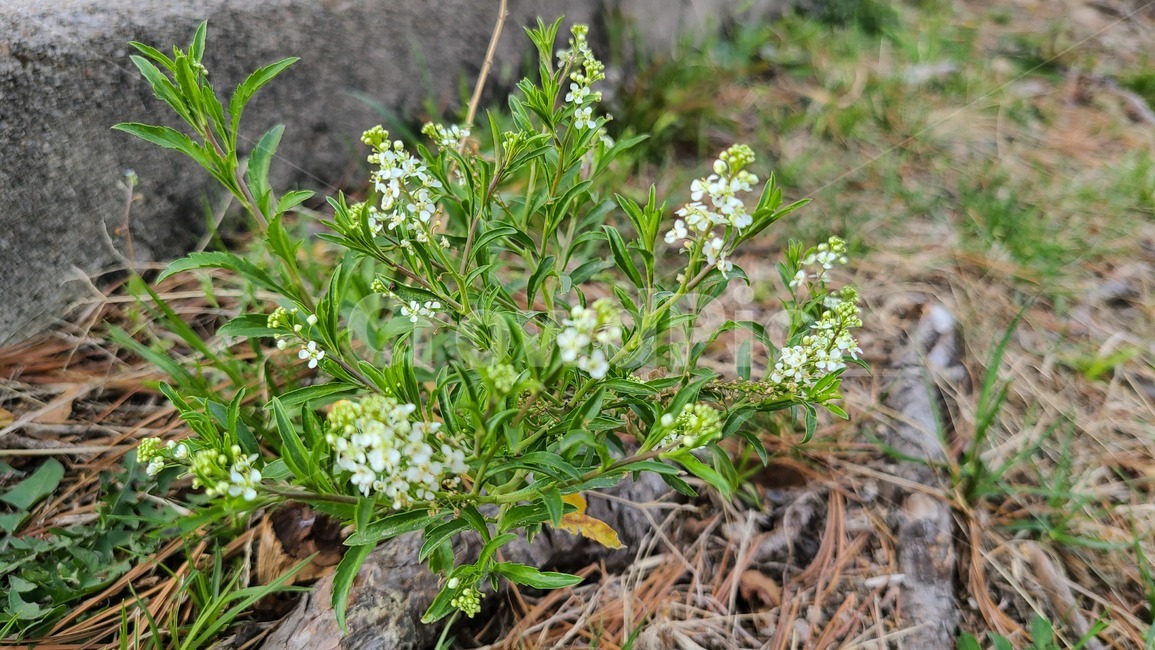 꽃,flower,봄,봄꽃,들꽃,야생화,plant,식물,blossom