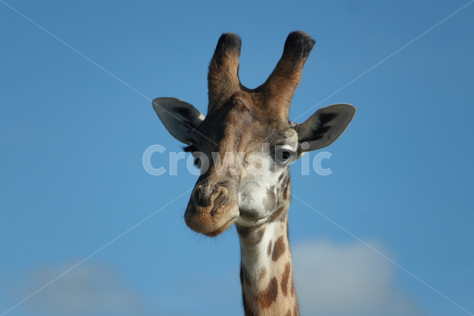 케냐,사파리,기린,아프리카,초원,동물,animal,포유류,mammal