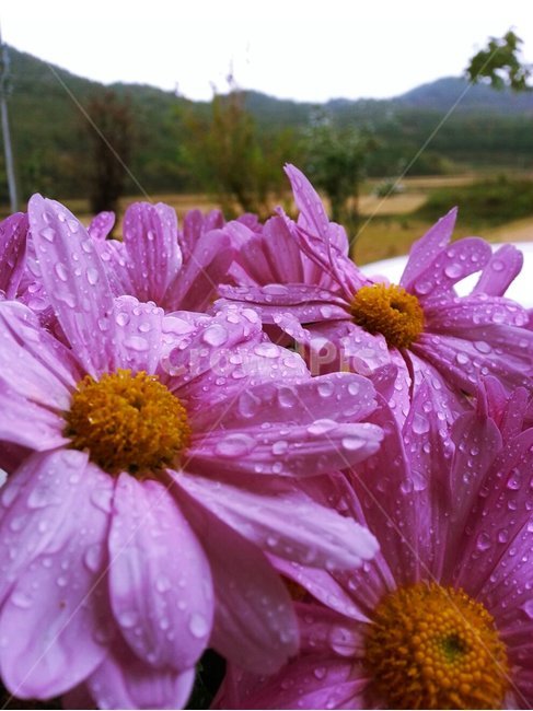 감성,이슬,자연,분홍꽃,풍경,식물,자연,plants,nature,꽃,flower