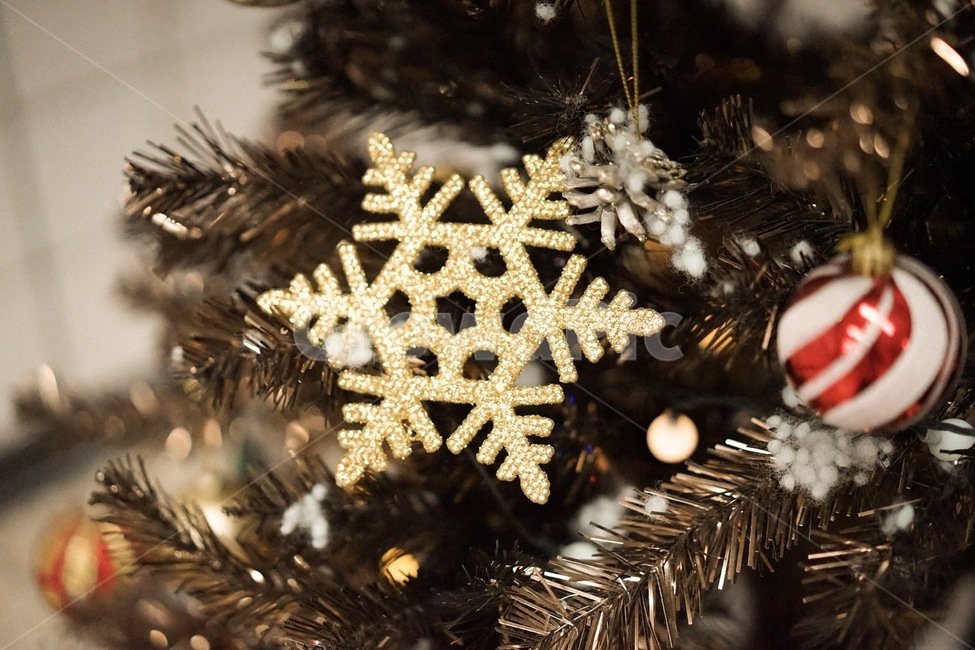 눈꽃,눈결정,겨울,트리,크리스마스,성탄절,겨울,계절,winter,season,메리크리스마스,성탄절,merry christmas