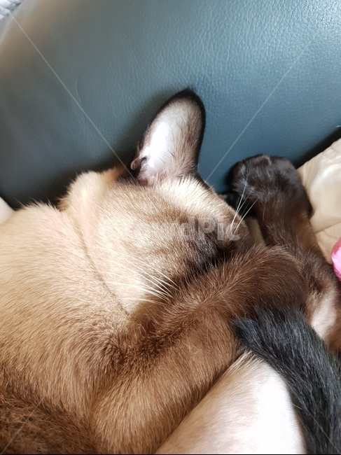 샴,샴고양이,cat,고양이,반려묘,반려,검정고양이,포유류,animal,단모,낮잠,family,휴식,rest,애완동물,동물,pet,동물,animal,포유류,mammal,고양이,cat,kitten,kitty
