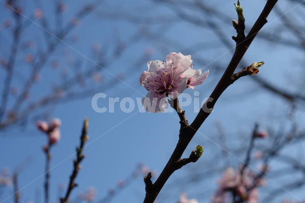 꽃,벛꽃,봄,나무,flower