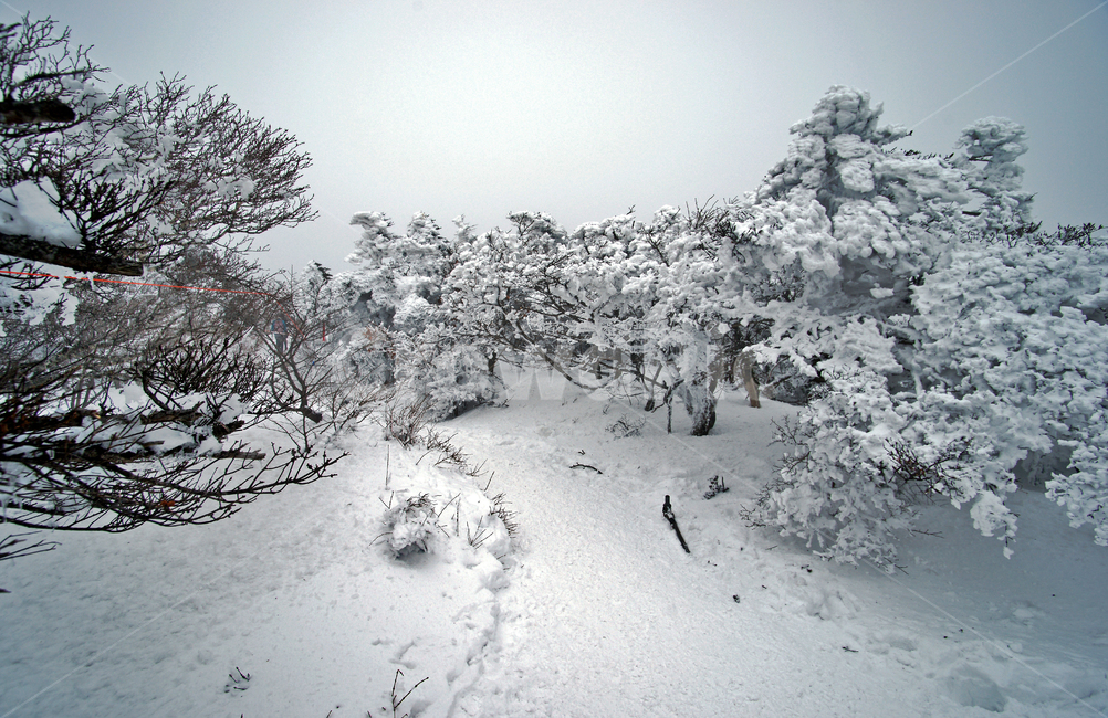 겨울산,한라산,설경,설산,한라산설경,어리목코스,겨울,겨울,계절,winter,season