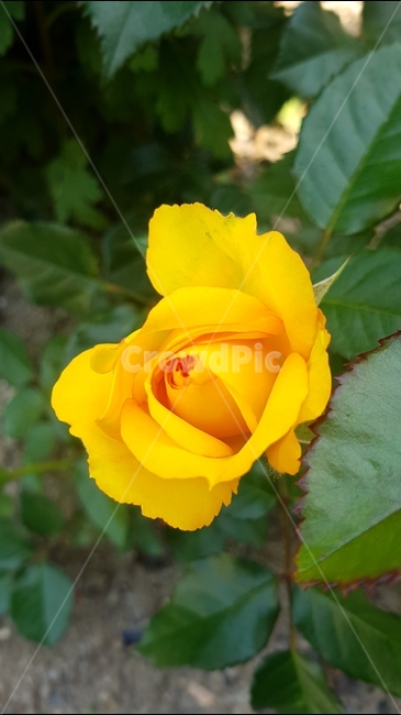 장미,꽃,5월,식물,로즈,식물,자연,plants,nature,꽃,flower