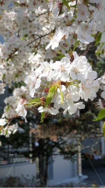 벚꽃,꽃나무,향기,만개,봄,spring,season,color,white