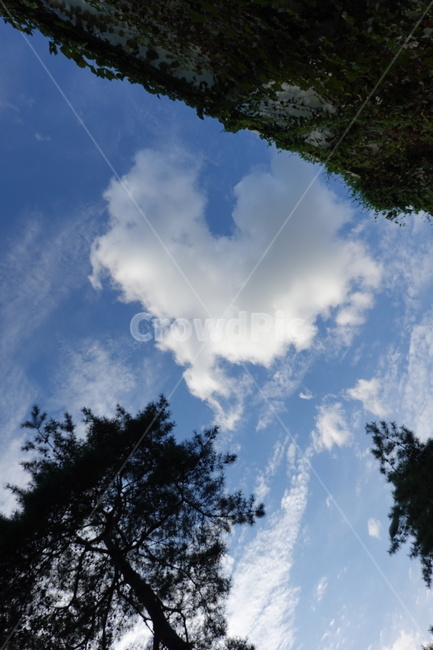 가을하늘,푸른하늘,푸른잎,자연,풍경,sky,tree,green,nature,자연,풍경,nature,landscape,outdoors,옥외