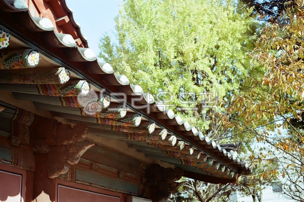 fall,Gyeongbuk,Gyeongjusi,autumn leaves,Gyeongju Cultural Center,Dancheong,Gyeongju