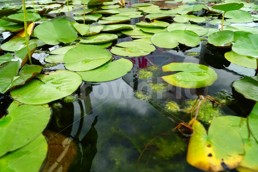 연꽃잎,식물,자연,연못,수초,nature,공원,이파리,녹색,수생식물,감성,감성사진,힐링,힐링사진,정원,한국의자연,한국자연,한국풍경,여름꽃,스냅,스냅사진,스넵,스넵사진,snap,snapshot,plant,plants,식물,자연,plants,nature