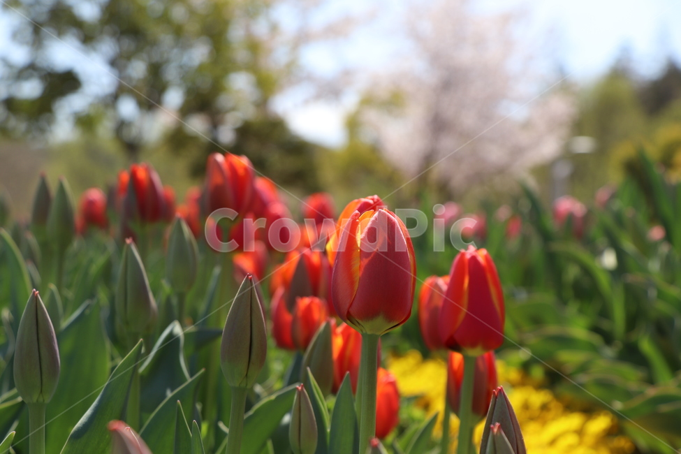 plant,식물,flower,blossom,꽃,튤립,식물,자연,plants,nature,꽃,flower