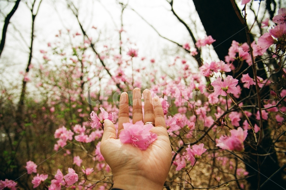 봄,꽃한송이,진달래,봄꽃,손,봄,계절,spring,season,꽃,flower,plant,식물,blossom