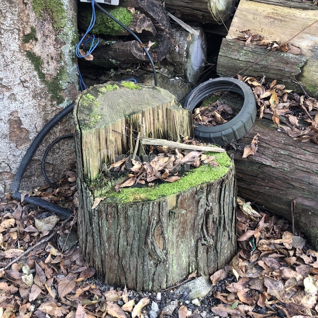 그루터기,treestump,나무,늙은나무,이끼,moss,나이테,treegrowthring,firewood,wood,fallenleaves,낙엽,가을,autumn,winter,겨울,나무의자,감성,나무,trees,wood