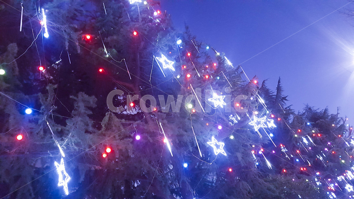 크리스마스,xmas,트리,소나무,겨울,별,star,축제,행사,festival,carnival,event,메리크리스마스,성탄절,merry christmas