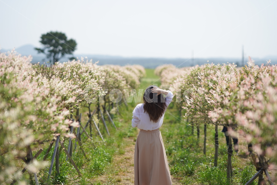 꽃,꽃나무,자연,하늘,여자,삼색버드나무,산책,길,제주도,들판,봄,계절,spring,season,사람,인물,인간,human,person,여성,여자,woman,female,lady,여행,휴가,traveling,vacation,trip,감성,sensible,feeling,outdoors,옥외,nature