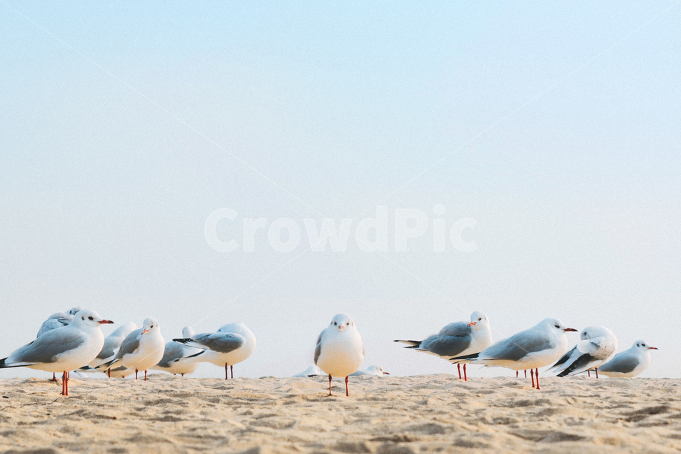 새,조류,갈매기,하늘,하늘색,해변,바닷가,동물,animal,beach,bird,seagull,sky,blue,해변,바다,beach,sea,동물,animal,조류,새,birds,감성,sensible,feeling