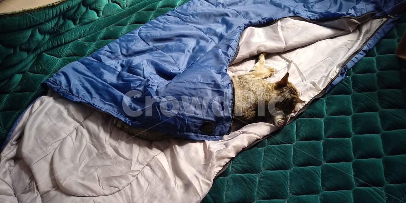 캣,cat,애완동물,동물,고양이,야생,animal,귀여움,깜찍,힐링