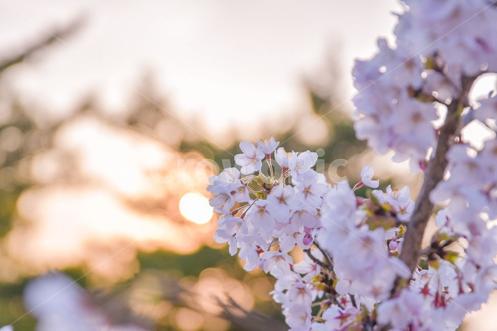 봄,벚꽃,꽃,식물,햇빛,plants,flower,따뜻한,감성,배경,nature,봄,계절,spring,season,식물,자연,plants,nature,꽃,flower,감성,sensible,feeling,plant,blossom