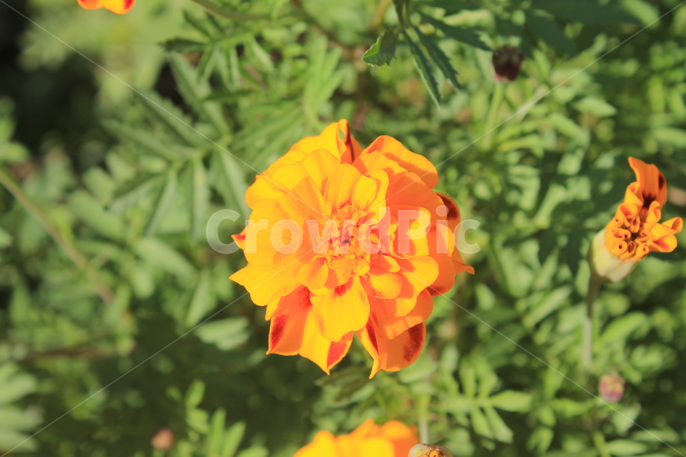 만수국,가을,식물,꽃,autumn,fall,plant,flower,flowers,geranium,제라늄,매리골드,메리골드,marigold,식물,자연,plants,nature,꽃,flower