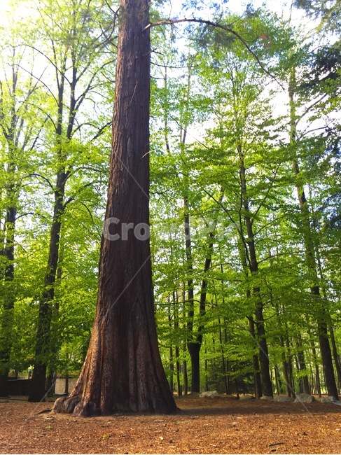 숲,나무,등산,산책,초록