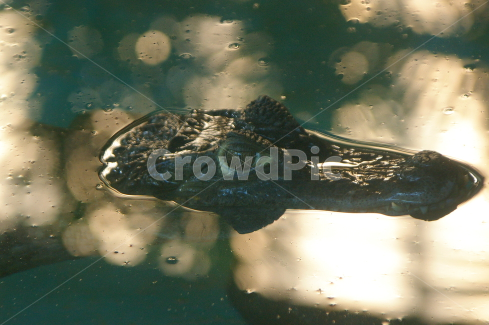 악어,동물,야생동물,crocodile,alligator,눈,악어눈,동물,animal,파충류,양서류,reptile,amphibian