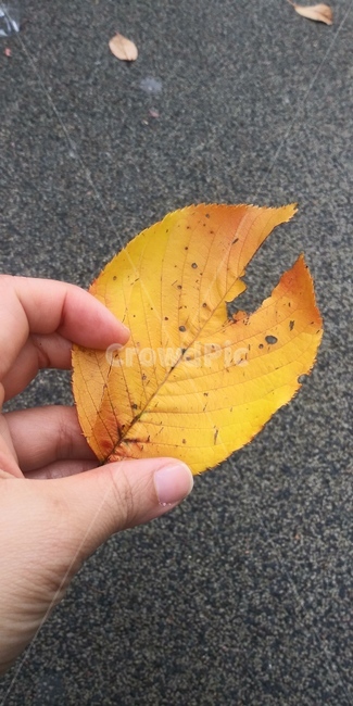 노랑,손,낙엽,가을,잎새
