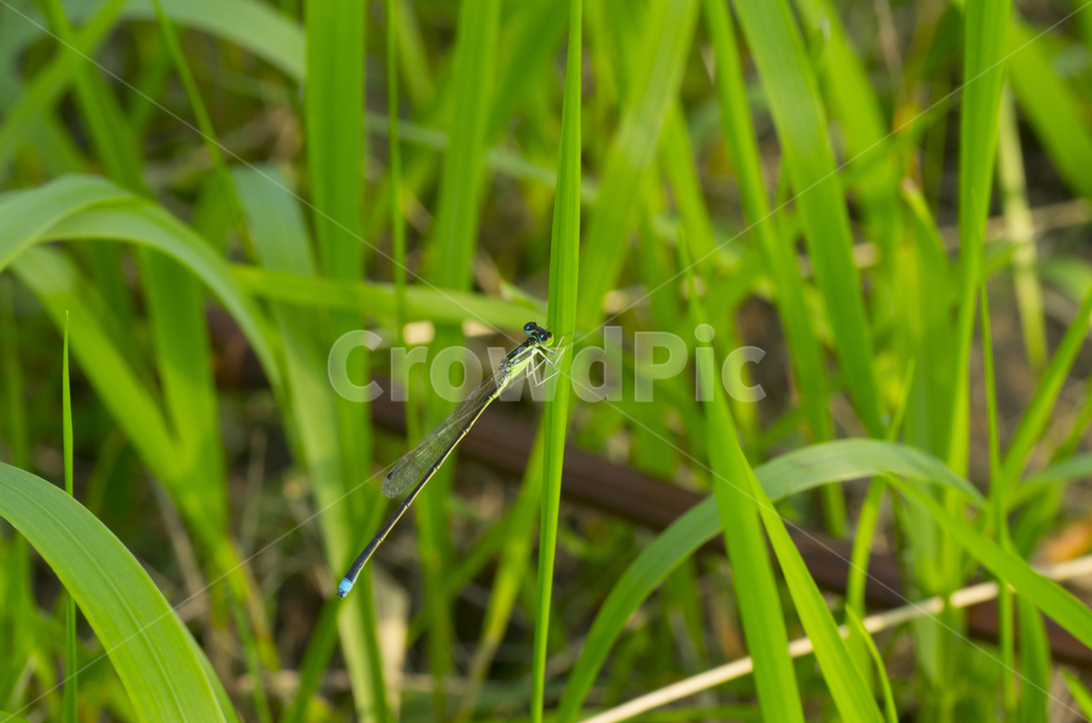 잠자리,수풀,곤충,동물,풀,풀숲,감정,감성,자연,계절,뷰티,dragonfly,grass,insect,실잠자리,접사,매크로,클로즈업,확대,가을곤충,여름곤충,여름,가을