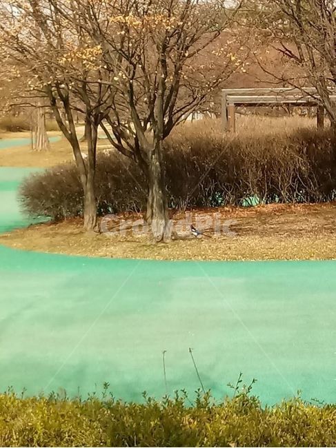 tree,나무,plant,식물,grass,잔디,vegetation,초목,nature,자연