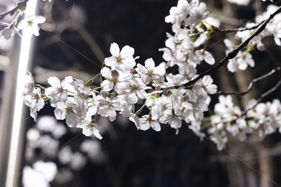 벚꽃,로하스공원,수목원,봄,벚꽃축제,봄,계절,spring,season,자연,풍경,nature,landscape,야경,밤,nightscape,night,plant,식물,blossom,꽃,flower