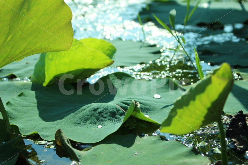 궁남지,연꽃,연잎,공원,자연,산책,여름,여름,계절,summer,season,식물,자연,plants,nature,leaf,잎,plant