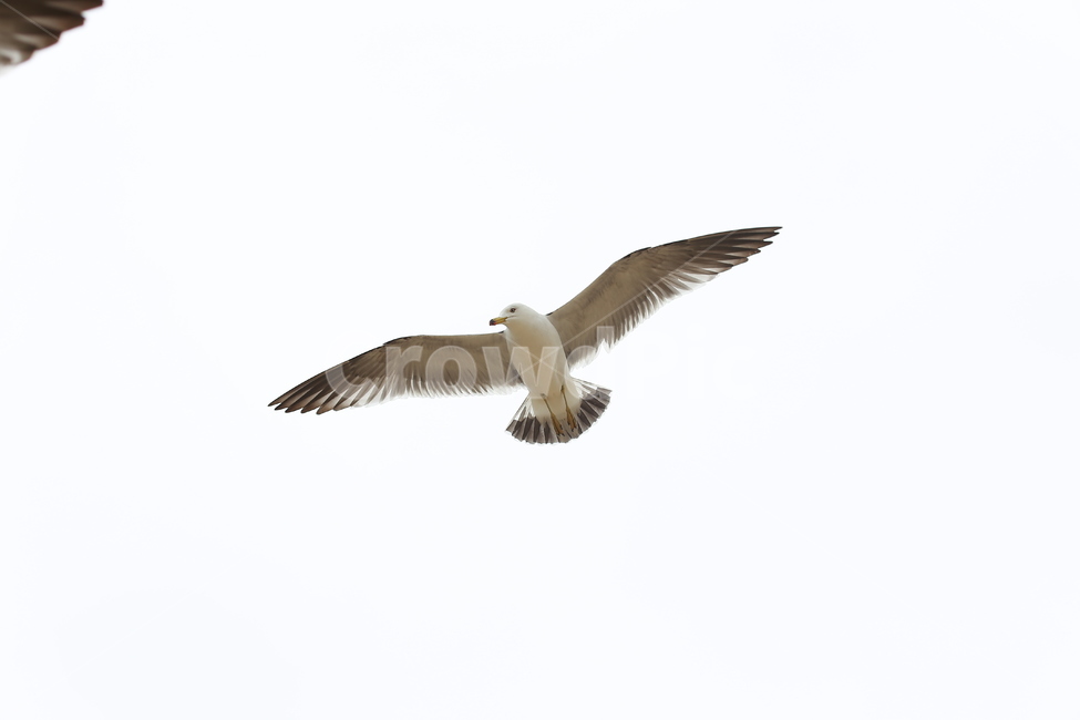 갈매기,동물,새,날개,비상,동물,animal,조류,새,birds