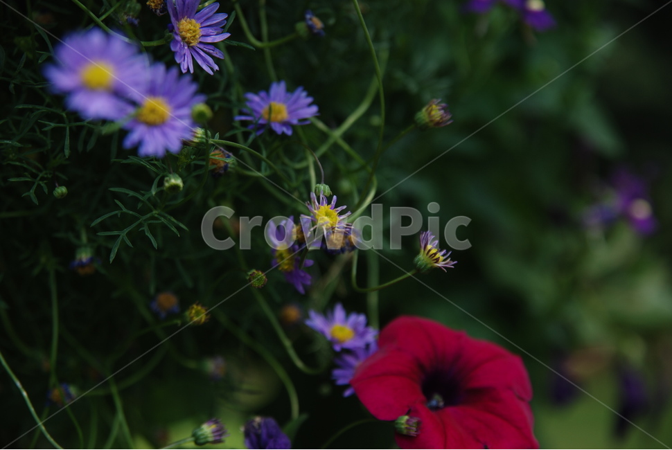 꽃,빨강,노랑,꽃잎,보라,초록,풀잎,flower,red,yellow,petal,purple,green
