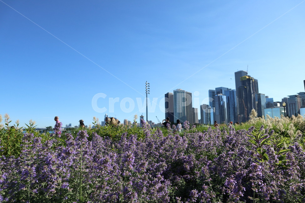 라벤더,라벤더꽃밭,라벤더꽃,하늘,꽃밭,도시,풍경,city,landscape,해외,외국,세계,foreign,oversea,world,세계도시풍경,해외도시풍경,외국도시풍경,world cityscape,식물,자연,plants,nature,꽃,flower,plant