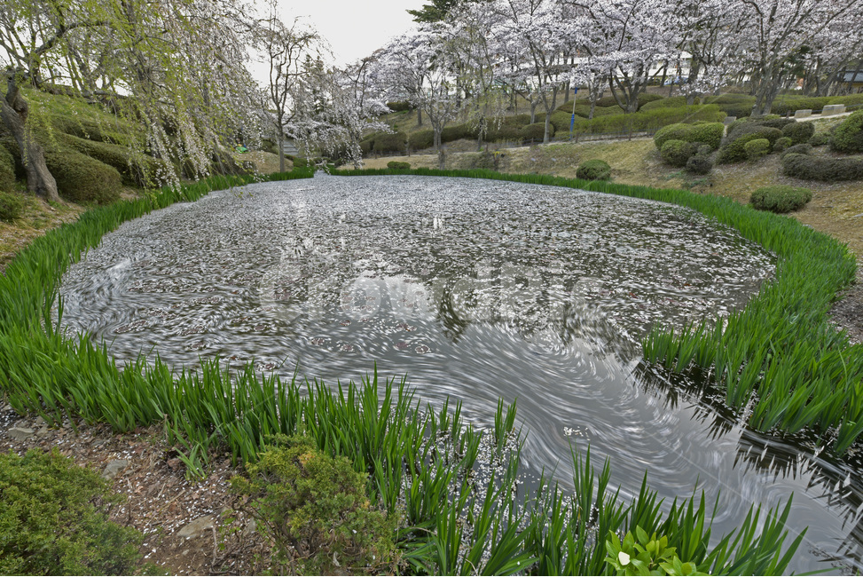 보문정,경주,보문관광단지,벚꽃,호수,작은연못,자연,풍광,경치,자연,풍경,nature,landscape,water,물,outdoors,옥외,land,땅