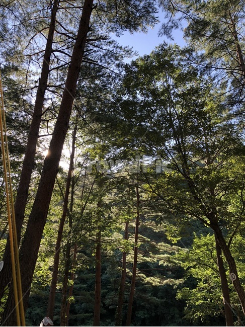 여름,휴가,산,나무,식물,하늘,자연,초록,summer,natsu,vacation,kyuuka,mountain,yama,tree,ki,plants,shokubutsu,sky,sora,nature,green,midori,해,햇빛,태양,sun,taiyou,sunlight,hizashi,파랑,blue,ao,자연,풍경,nature,landscape,plant