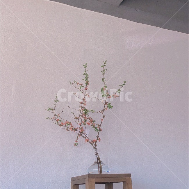 카페,감성사진,감성,손끝,그림자,조명,실내용화초,화분,화초,house plant