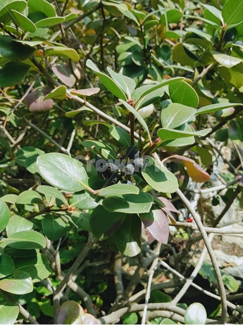 푸른열매,열매,식물,나무,식물원,식물,자연,plants,nature