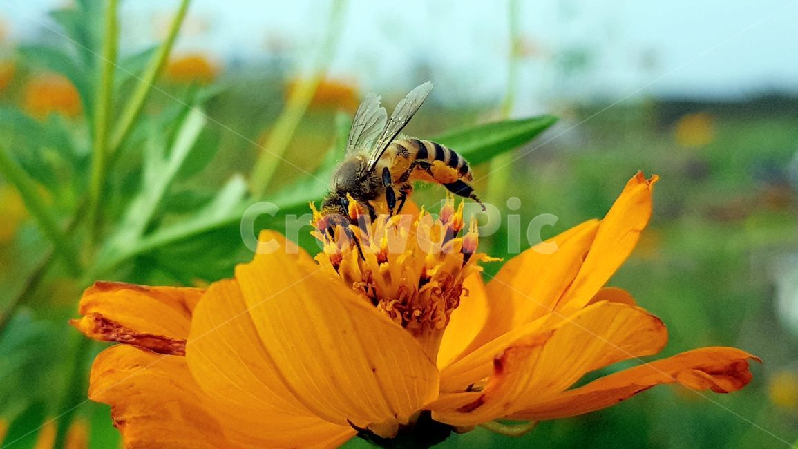 꽃,벌,일벌,꿀벌,코스모스,가음,식물,자연,plants,nature,꽃,flower,동물,animal,곤충,벌레,insect,bug