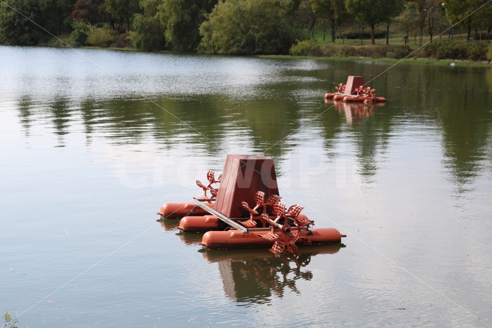 duck,lake,waterside,호수,오리,강가,숲,forest