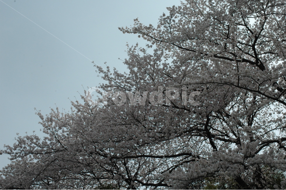 벚꽃,생명력,cherryblossom,꽃,분홍벚꽃,식물,자연,plants,nature,꽃,flower